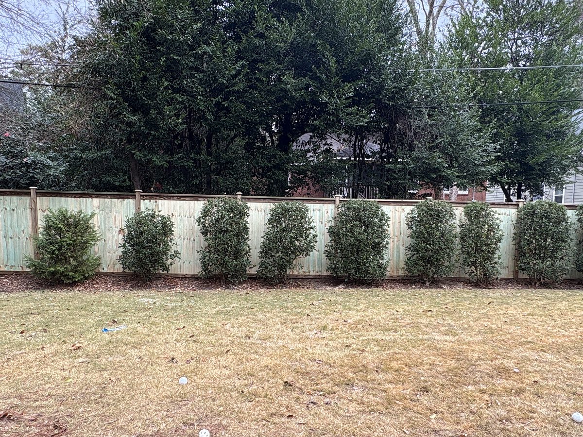 New wood privacy fence behind the same row of shrubs in Columbia, SC