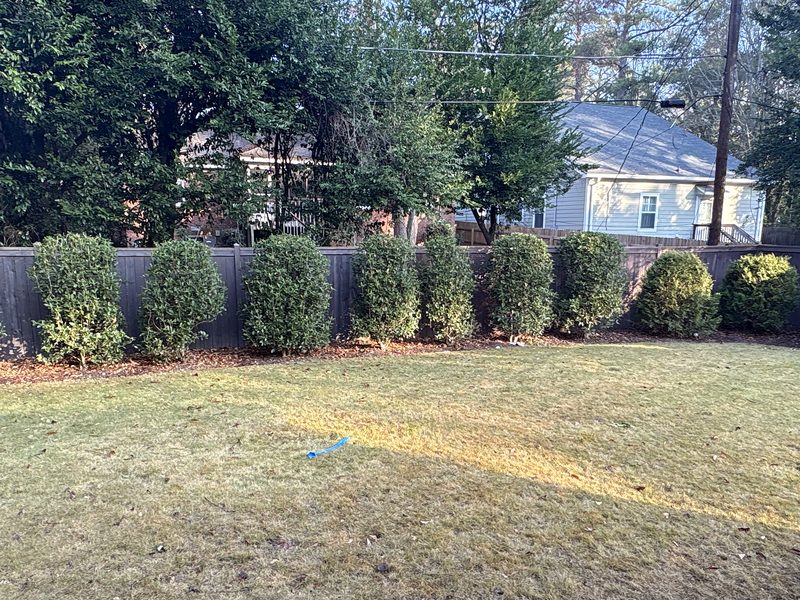 Old dark wood fence behind a row of shrubs before replacement in Columbia, SC