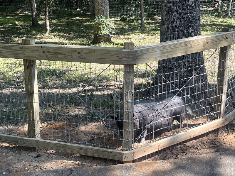 Wood and wire farm fence corner with a pig behind it in Lexington, SC